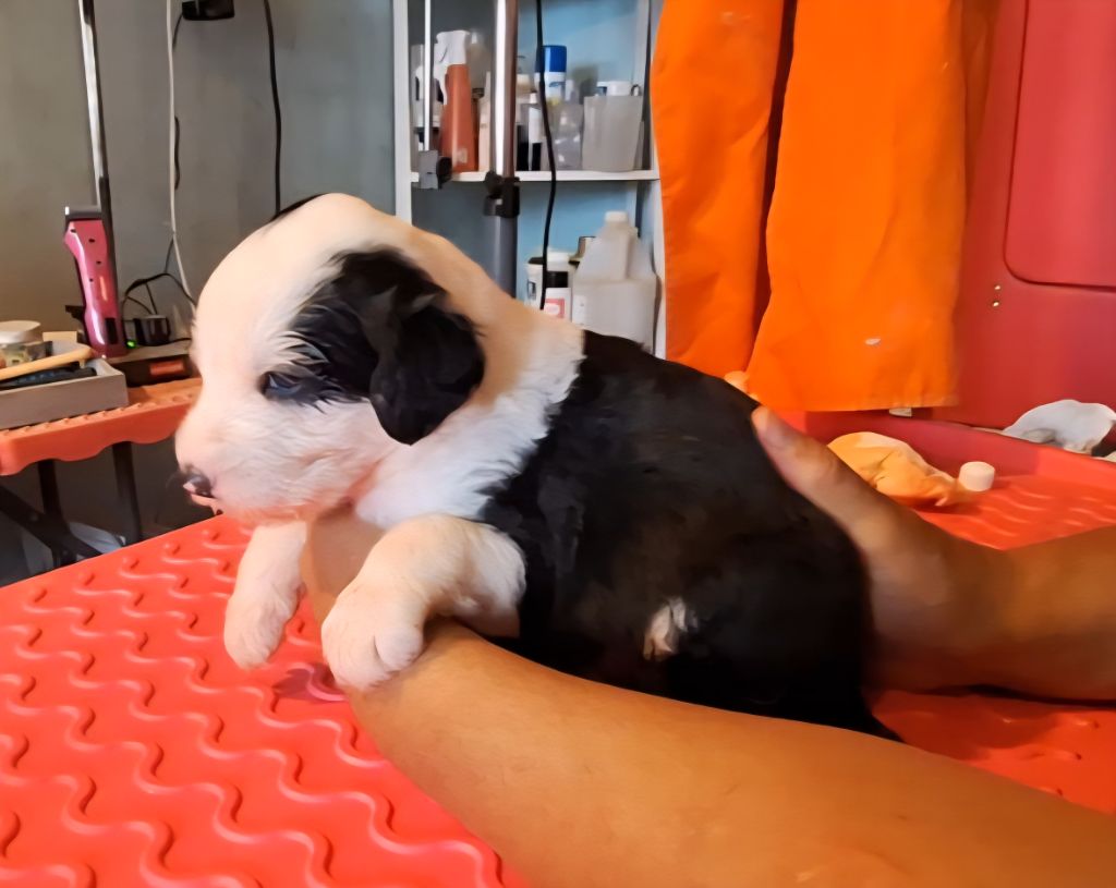 Lords of Cuzay - Chiots disponibles - Bobtail