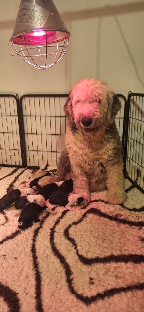 Chiot Bobtail Lords of Cuzay