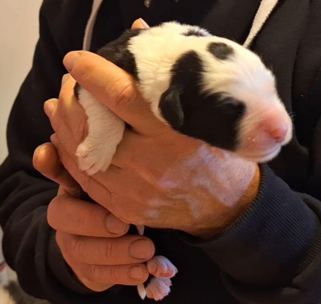 Lords of Cuzay - Chiots disponibles - Bobtail