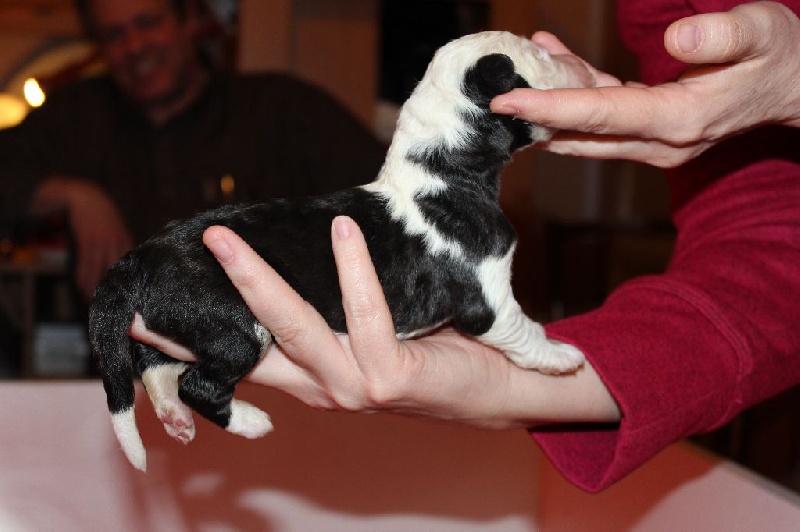 Lords of Cuzay - Bobtail - Portée née le 07/03/2015