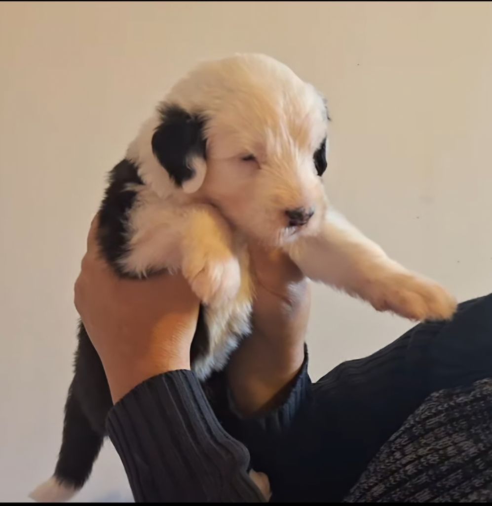 Lords of Cuzay - Chiots disponibles - Bobtail