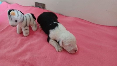 CHIOT