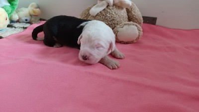 CHIOT