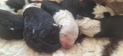CHIOT 1