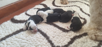 CHIOT 2