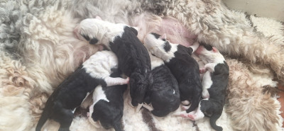 CHIOT 6