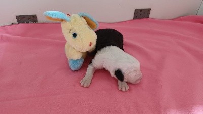CHIOT