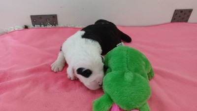 CHIOT