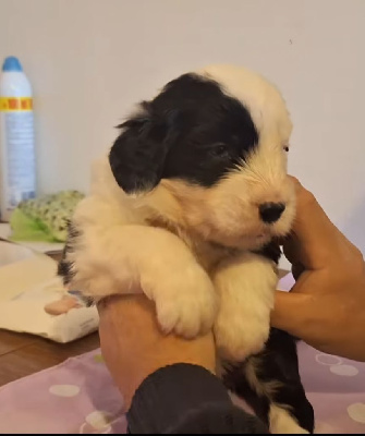 Avril Lords of Cuzay