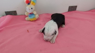 CHIOT