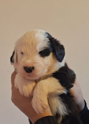 Atlas Lords of Cuzay