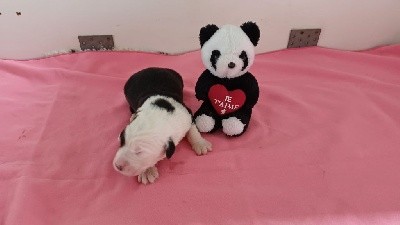 CHIOT