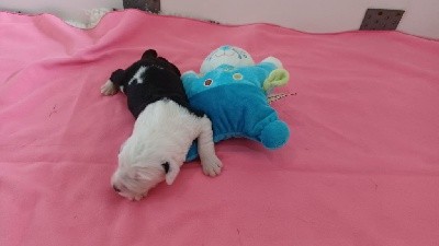 CHIOT