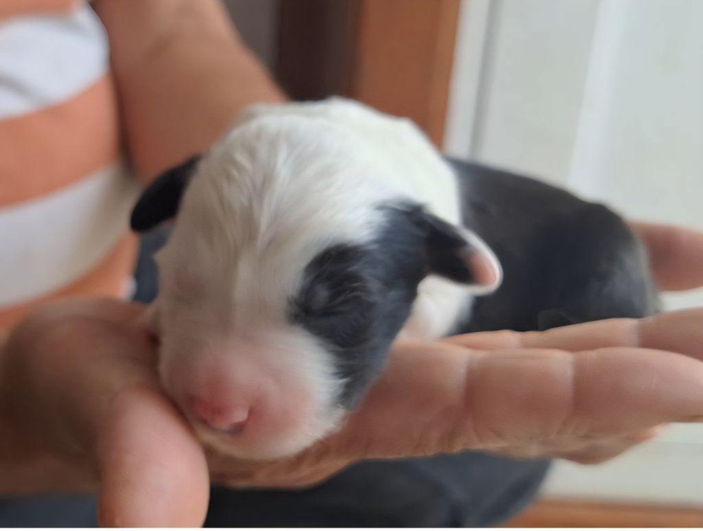 Lords of Cuzay - Chiots disponibles - Bobtail