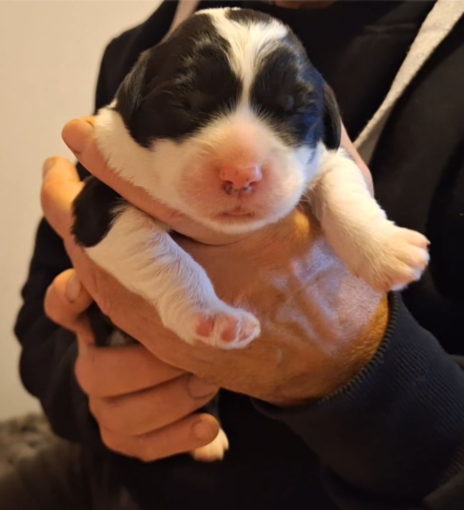 Lords of Cuzay - Chiots disponibles - Bobtail