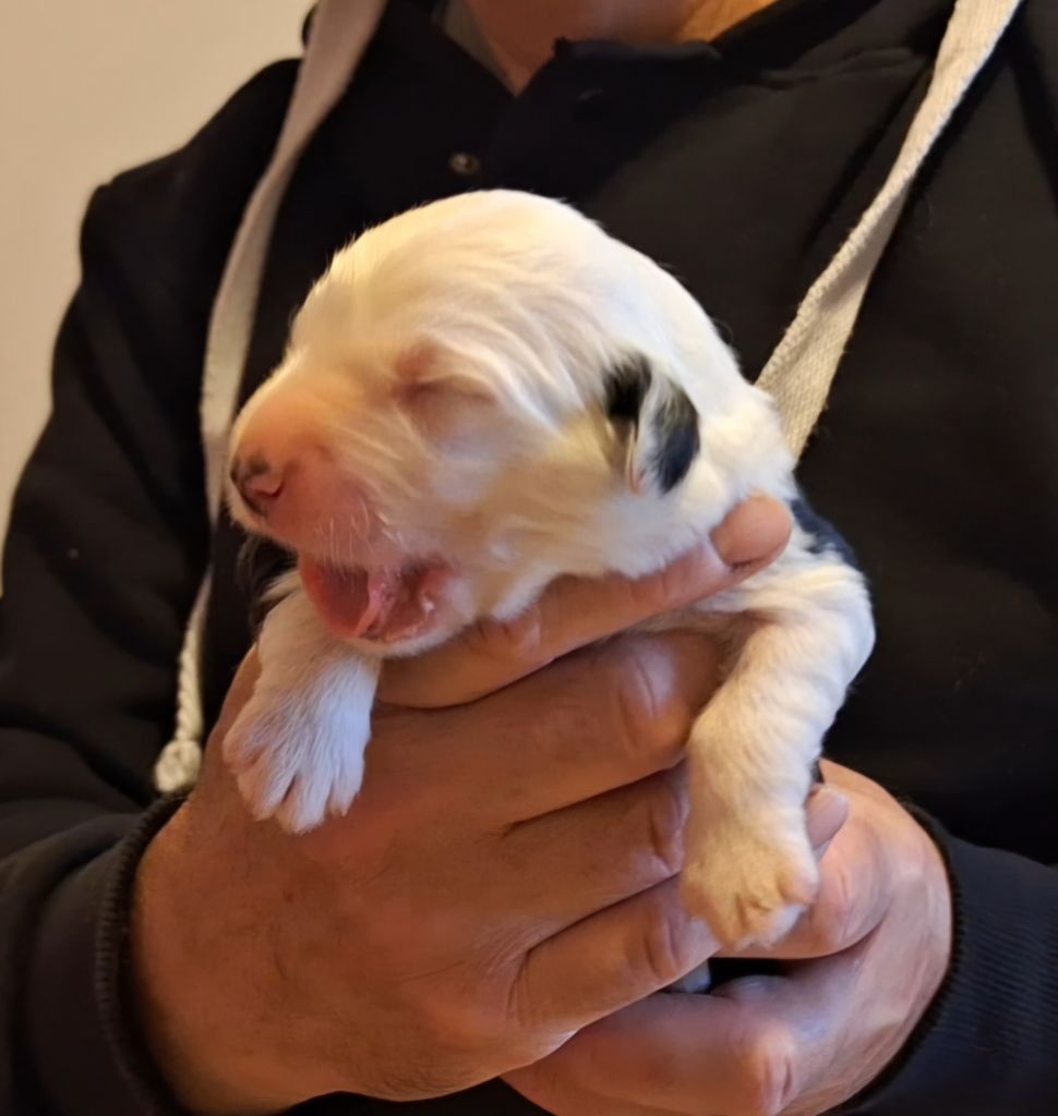 Lords of Cuzay - Chiots disponibles - Bobtail