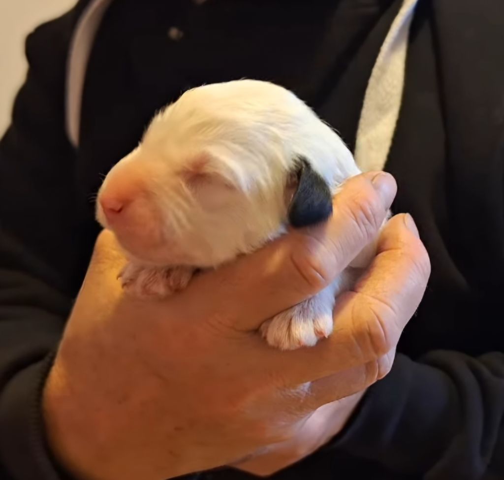 Lords of Cuzay - Chiots disponibles - Bobtail