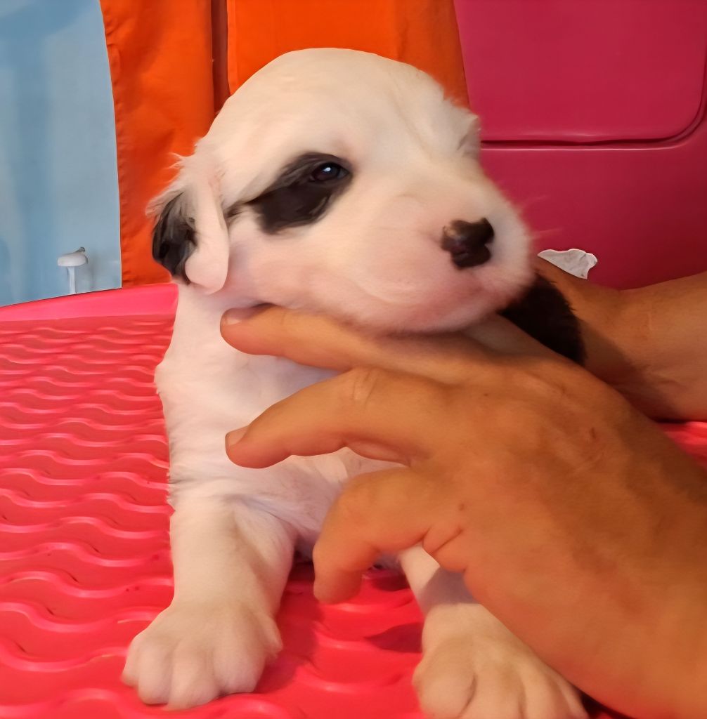 Lords of Cuzay - Chiots disponibles - Bobtail