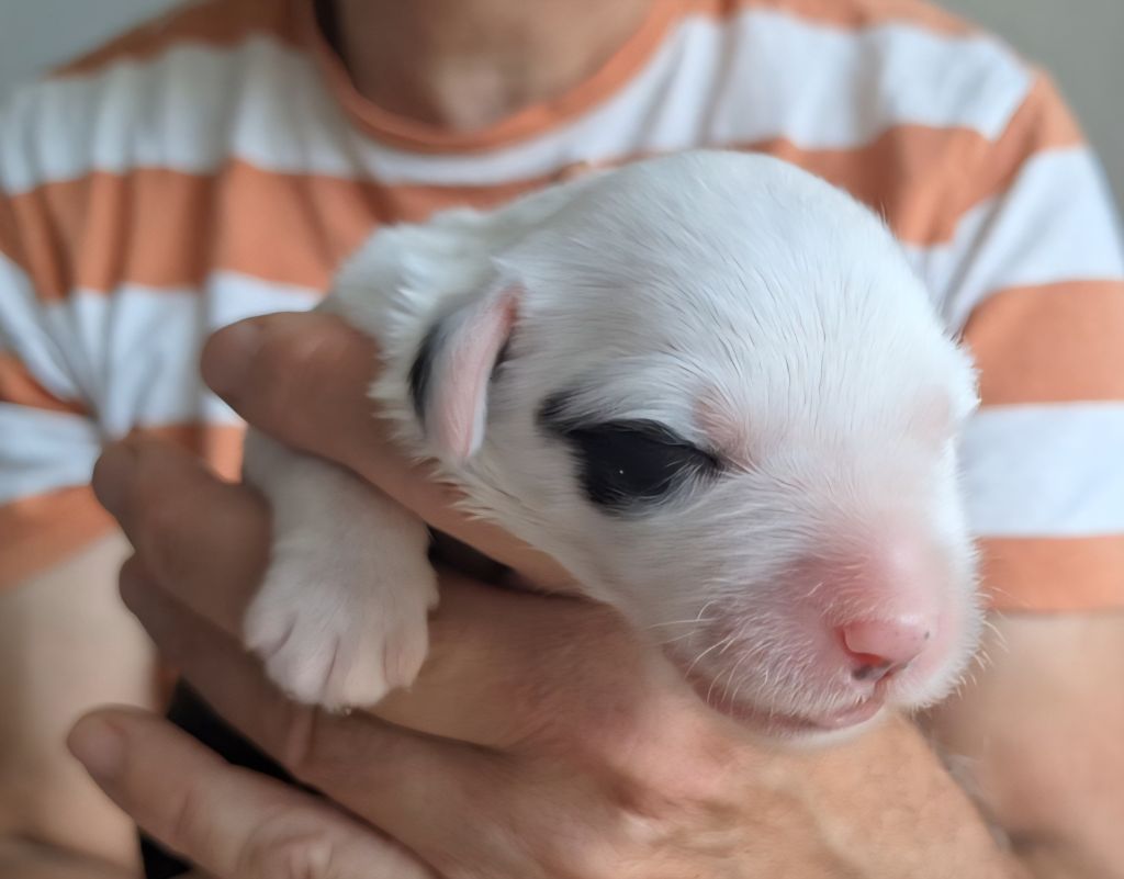 Lords of Cuzay - Chiots disponibles - Bobtail