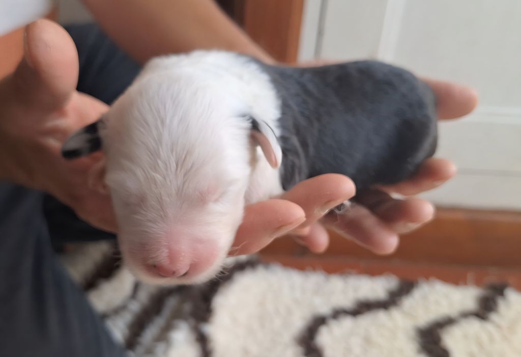 Lords of Cuzay - Chiots disponibles - Bobtail